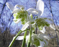 Les Jardins de Findhorn, Eileen Caddy